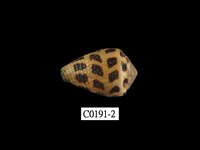 藏品(斑芋螺)的圖片